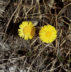 Tussilage à la fonte des neiges - Simplon.