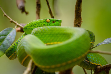 Green viper