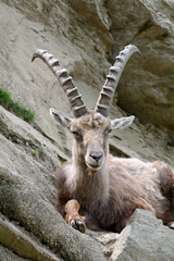 Stambecco delle Alpi - Capra Ibex