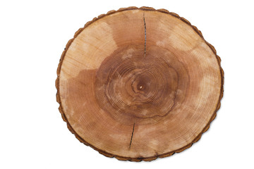 cut tree growth rings