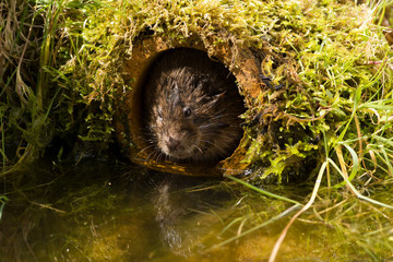 Water Vole