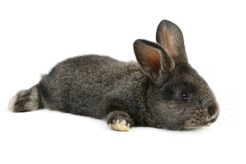 black little rabbit isolated on white background