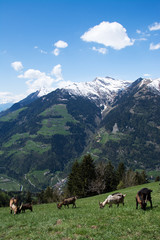 Fototapeta na wymiar Bergalm, Südtirol, Italien