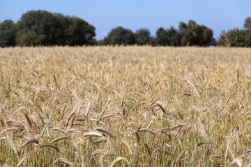 Campo di grano