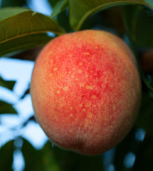 Ripening on the tree