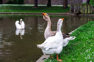 Beautiful geese near the lake