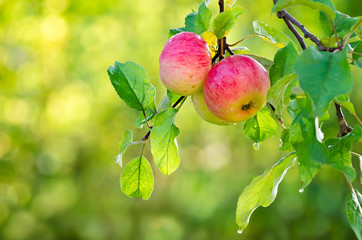 Apple fruits growing on an apple tree branch