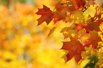 Naklejka na ściany i meble Colorful autumn maple leaves on a tree branch background
