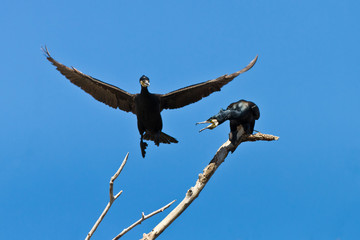 cormorant (phalacrocorax carbo)