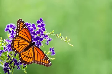 Printed roller blinds Butterfly Viceroy butterfly (Limenitis archippus) on blue flowers