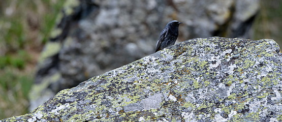 oiseau