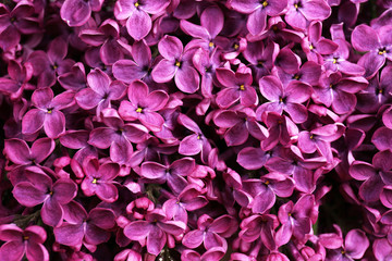 Beautiful lilac flowers, close up