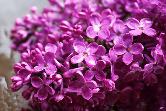 Fototapeta Beautiful lilac flowers, on grey background
