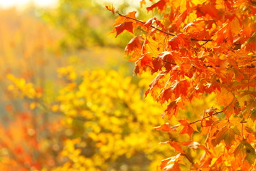 Naklejka na ściany i meble bright autumn leaves in the natural environment