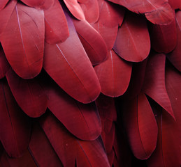 Macaw Feathers (Red)