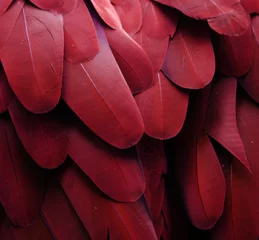 Foto op Canvas Macaw Feathers (Red) © michaelfitz