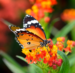 Fototapeta na wymiar Motyl na pomarańczowy kwiat w ogrodzie