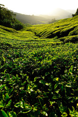 Fototapeta na wymiar Tea Plantation on Mountain