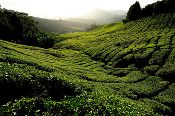 Tea Plantation on Mountain