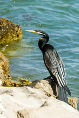 Shag with bent neck