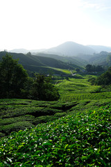 Tea Plantation on Mountain