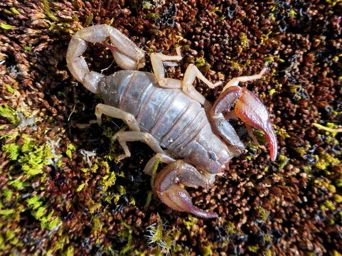 Northern Scorpion - Vejovis boreus