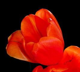 Orange Tulip