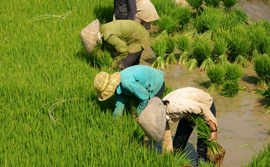 Group of Vietnamese farmer sow rice