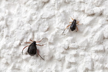 Rindenlaus Cinara Curvipes