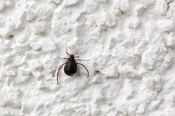 Rindenlaus Cinara Curvipes