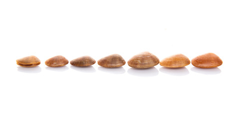 A group of seashells over white background