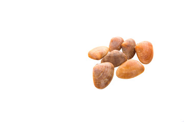 A group of seashells over white background