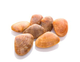 A group of seashells over white background