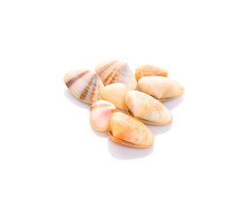 A group of seashells over white background