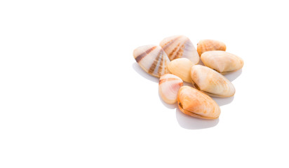 A group of seashells over white background