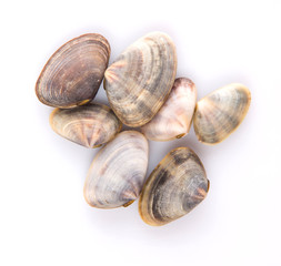 A group of seashells over white background