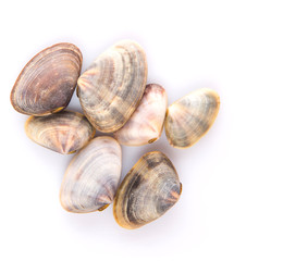 A group of seashells over white background