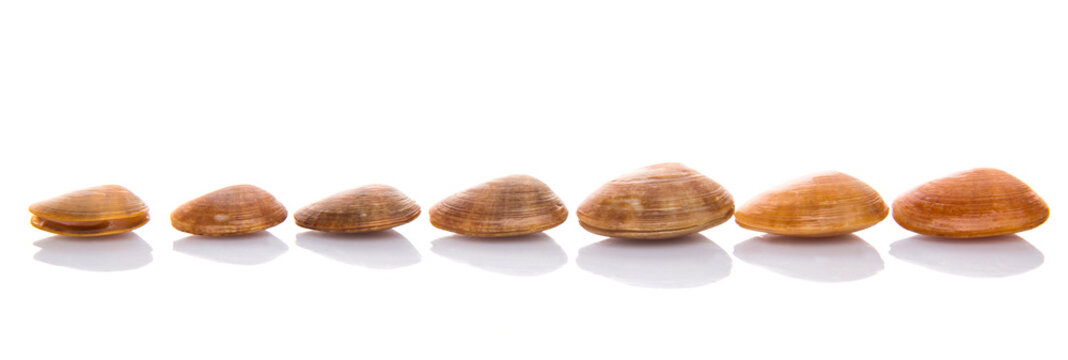 A group of seashells over white background
