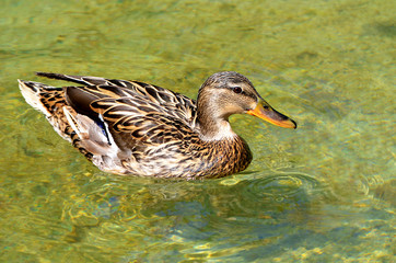 Утка в прозрачной воде.