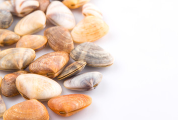 Obraz premium A group of seashells over white background