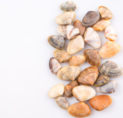 A group of seashells over white background