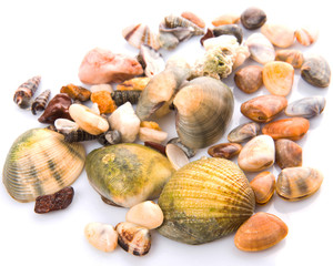 A group of seashells over white background