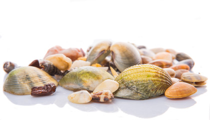 A group of seashells over white background