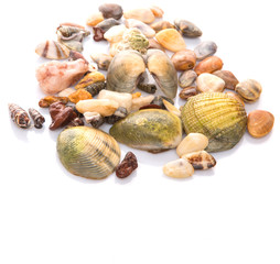 A group of seashells over white background