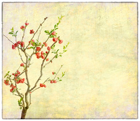 plum blossom on old antique vintage paper background