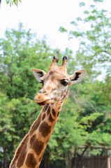 Giraffe