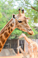 Giraffe