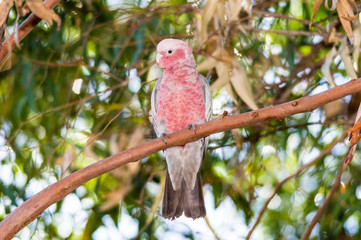 galah on branch horizontal