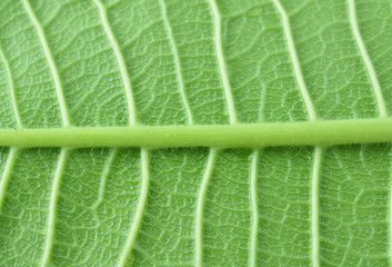 frangipani leaf