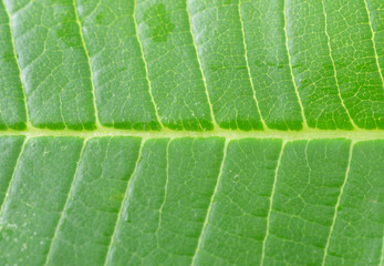 frangipani leaf isolated on white background